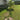 Allspice tree planted in Florida