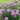 Chives and Chive Flowers